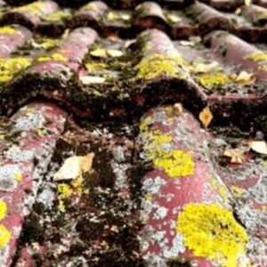 NETT LICHENS - Traitement fongicide - Préventif et Curatif