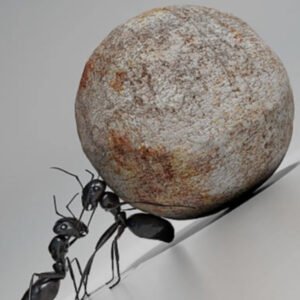 STOP INSECT - Insecticide, larvicide végétal biodégradable
