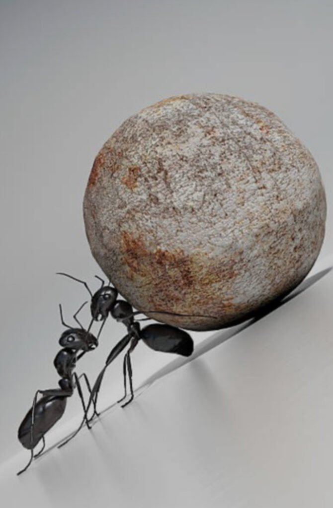 STOP INSECT - Insecticide, larvicide végétal biodégradable
