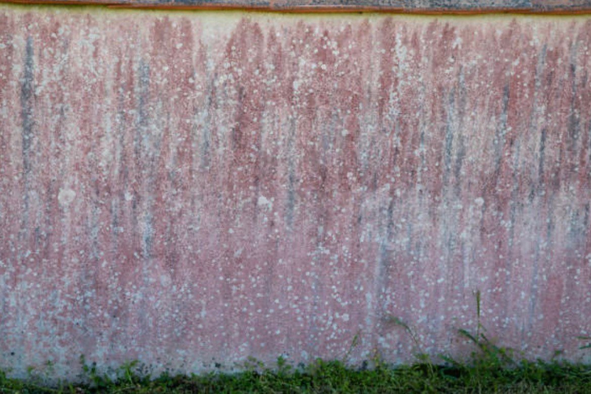 MASTER TOIT - Détergent fongicide concentré – Image 2