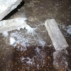 STOP MERULE - Traitement préventif et curatif de la mérule - Bois et Maçonnerie - 10L