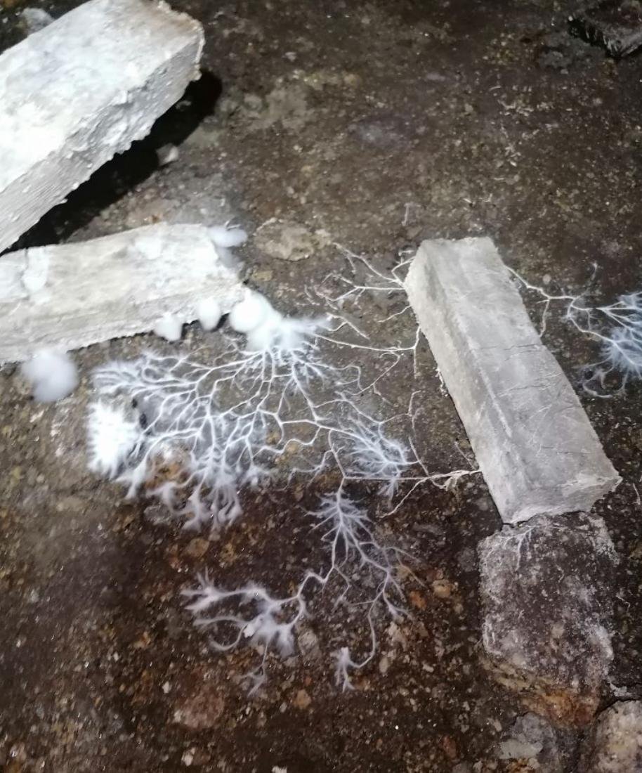 STOP MERULE - Traitement préventif et curatif de la mérule - Bois et Maçonnerie - 10L